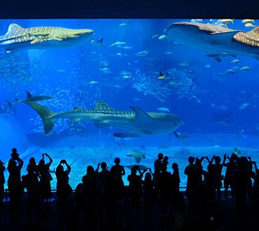 美ら海水族館